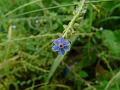 Barbed Forget-Me-Not